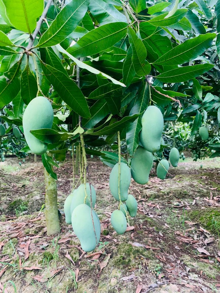 Amrapali Mango