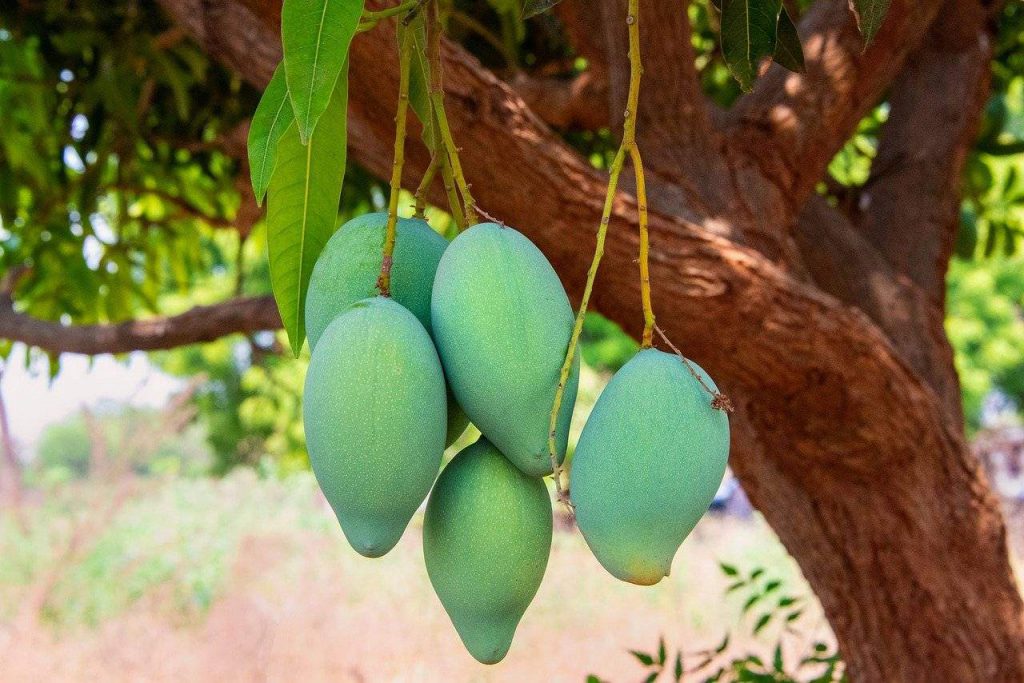 Amrapali Mango