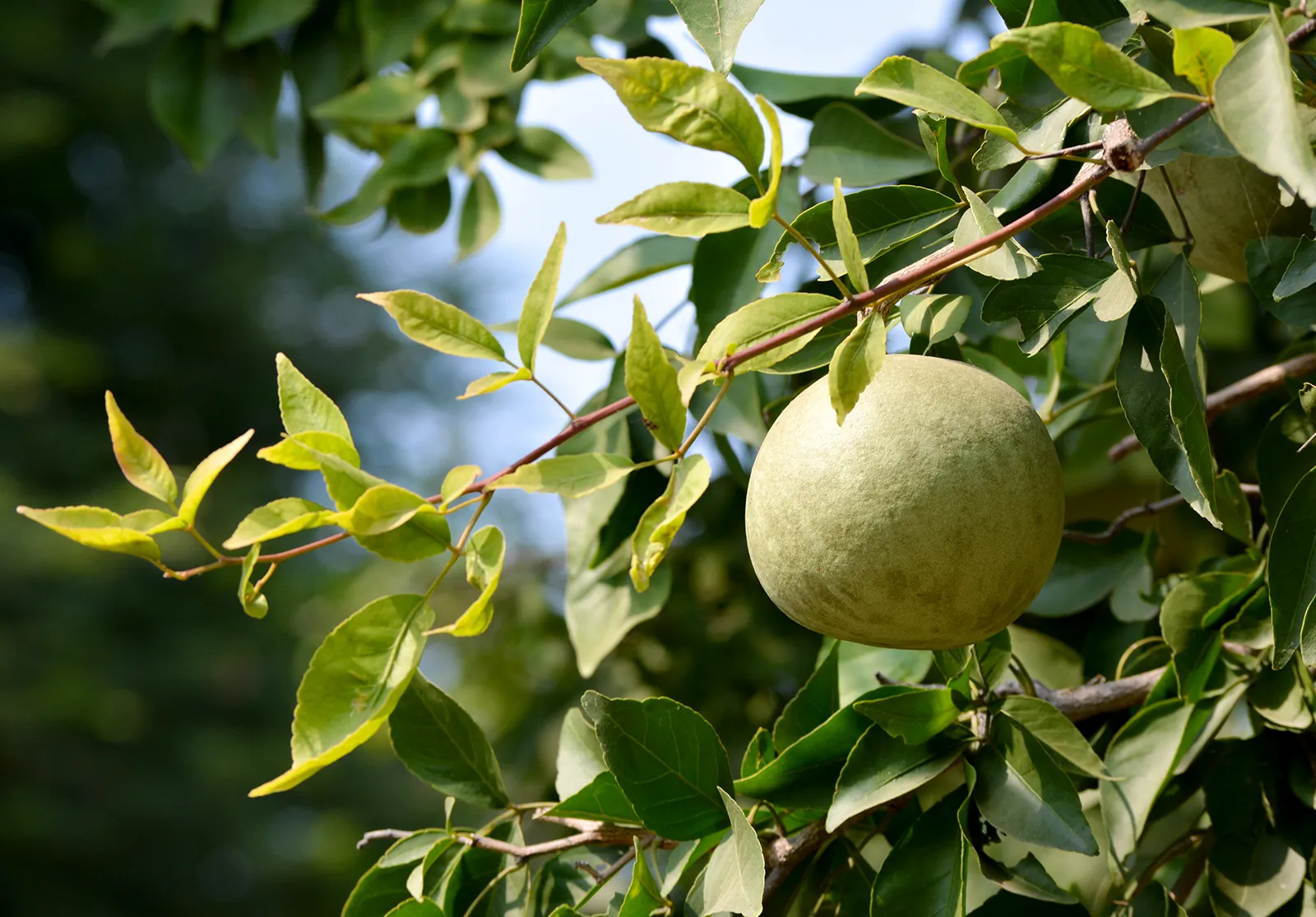 Stone Apple