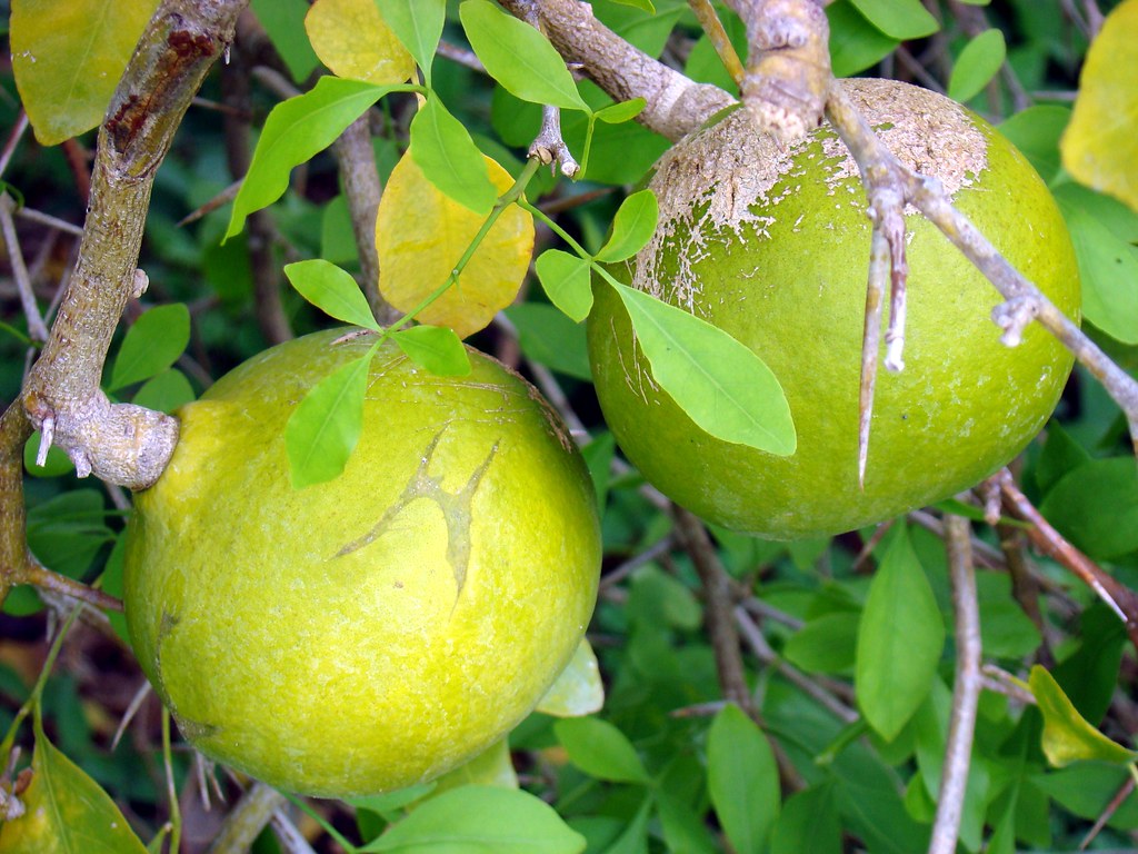 Stone Apple