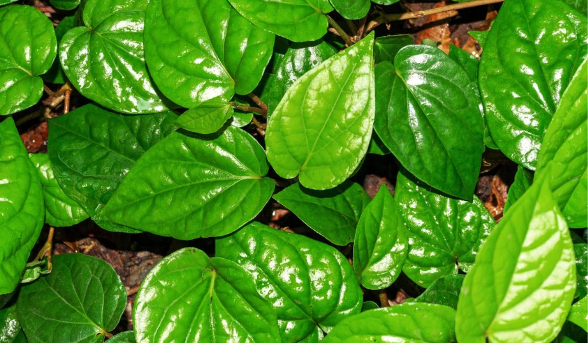 Betel Leaves