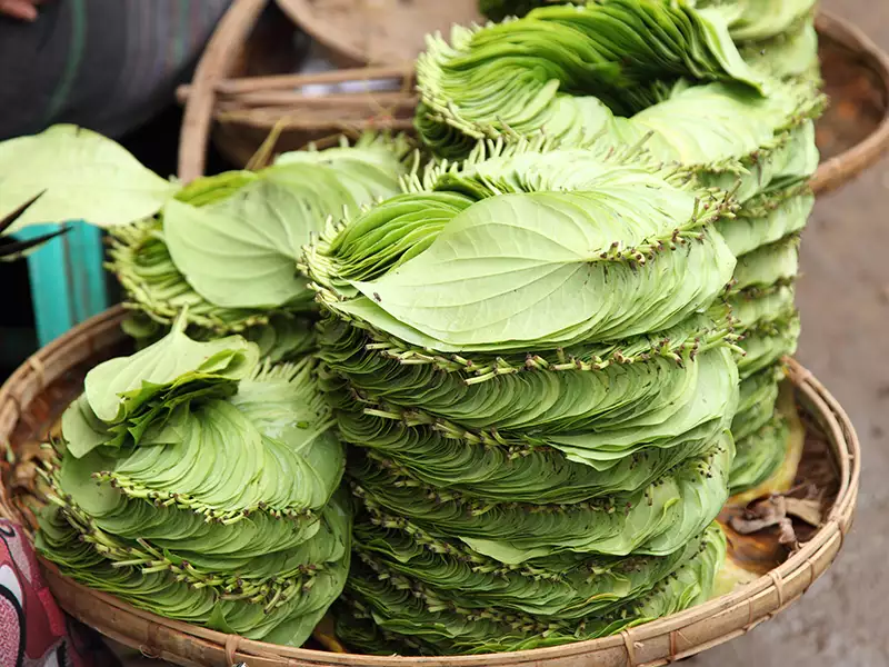 Betel Leaves