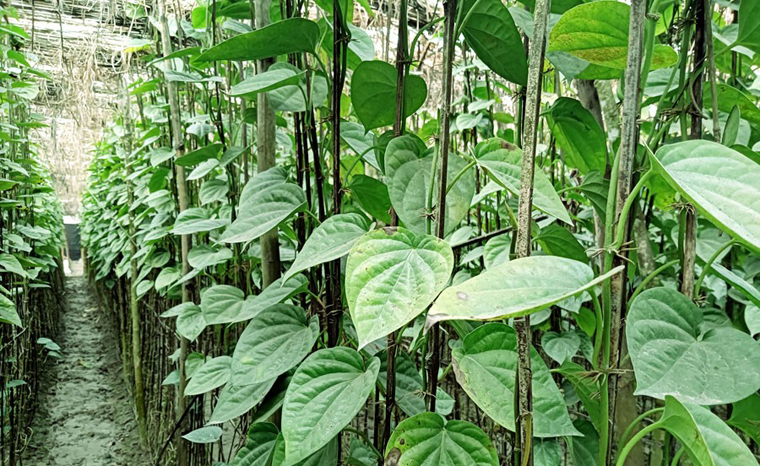 Betel Leaves