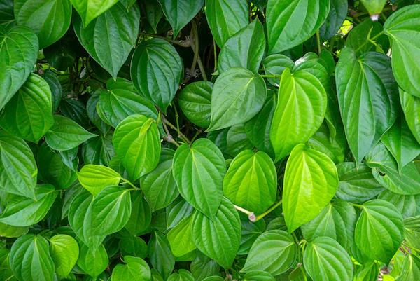 Betel Leaves