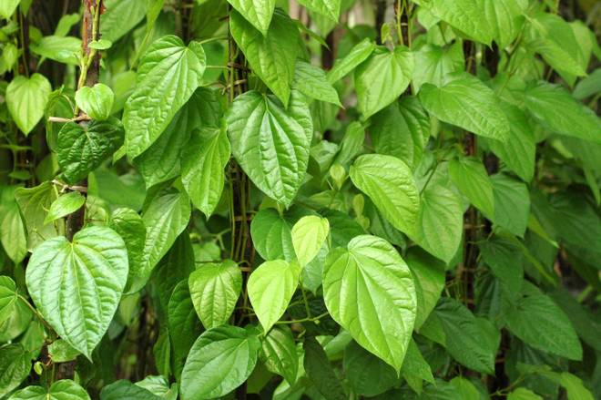 Betel Leaves