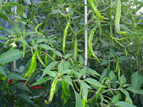 Green Chilli