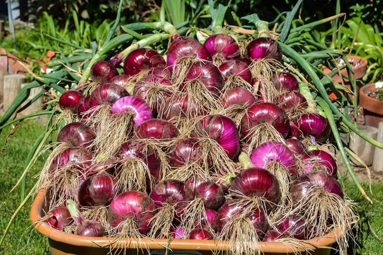 Red Onion