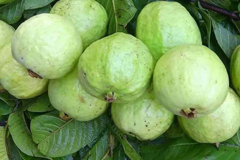 Guava