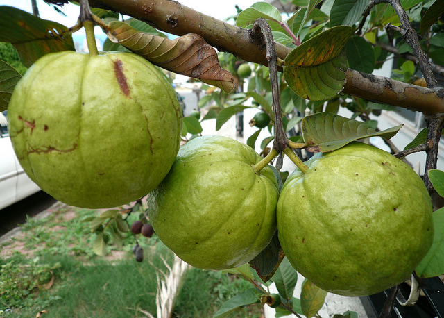 Guava