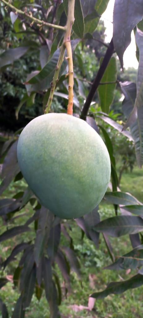 Himsagar Mango