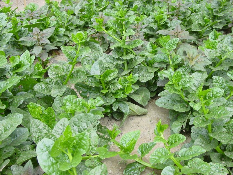 Indian Spinach