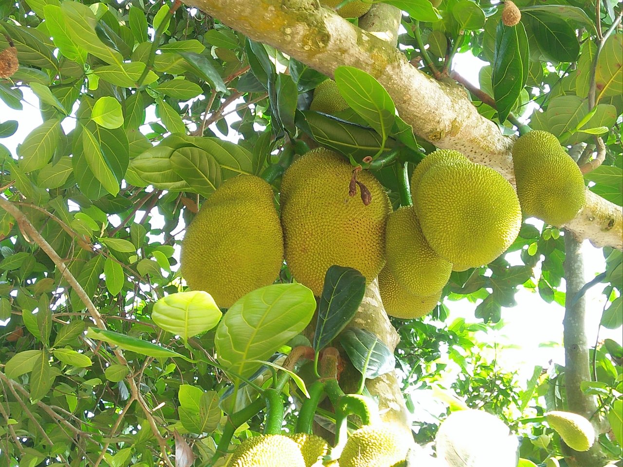 Jackfruit