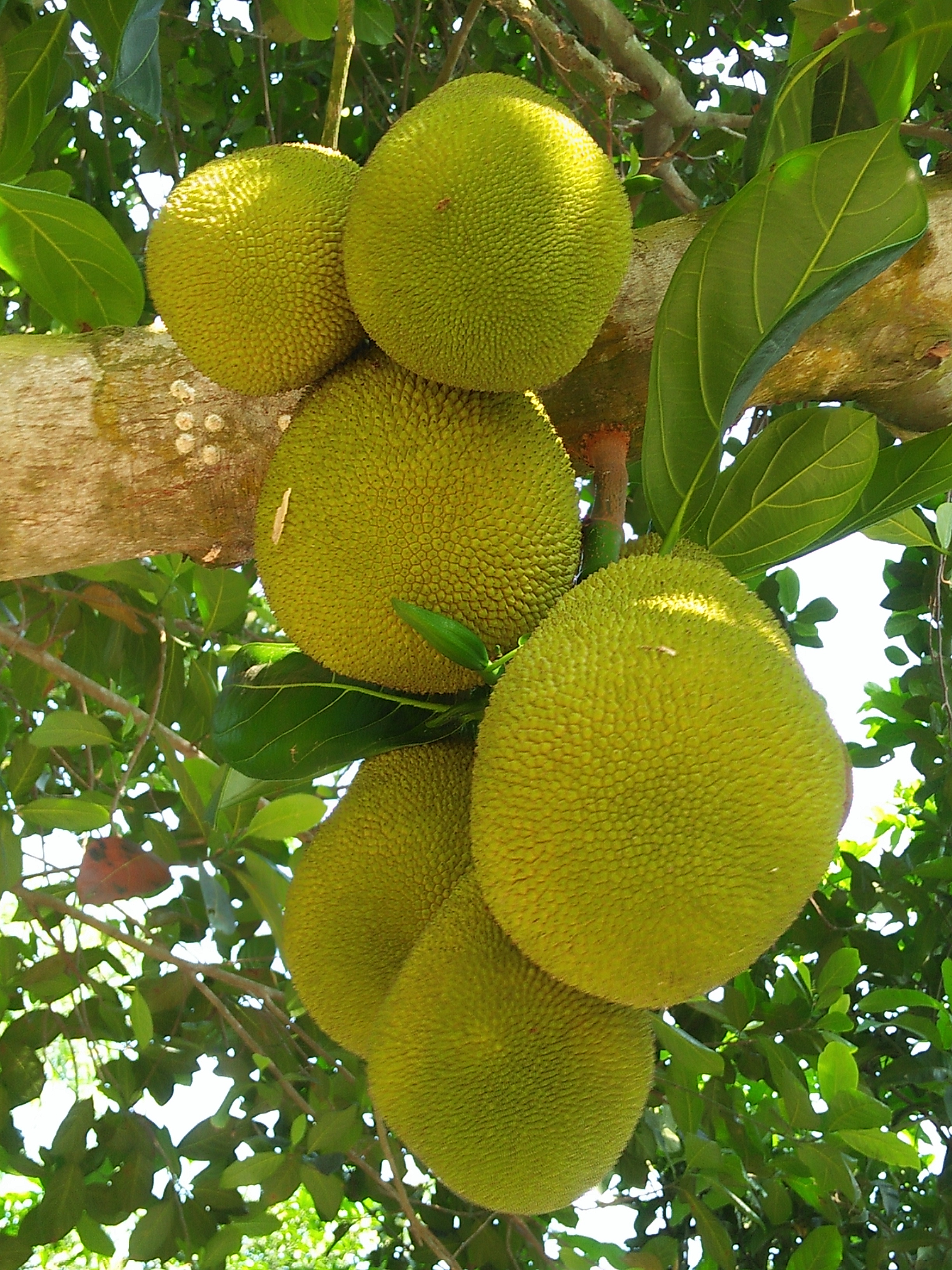 Jackfruit