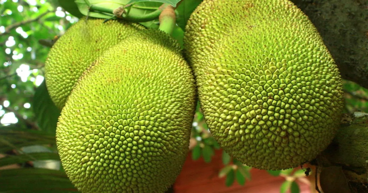 Jackfruit