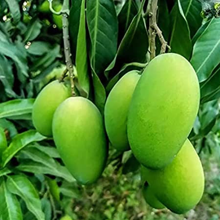 Langra Mango