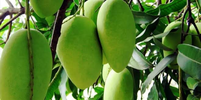 Langra Mango