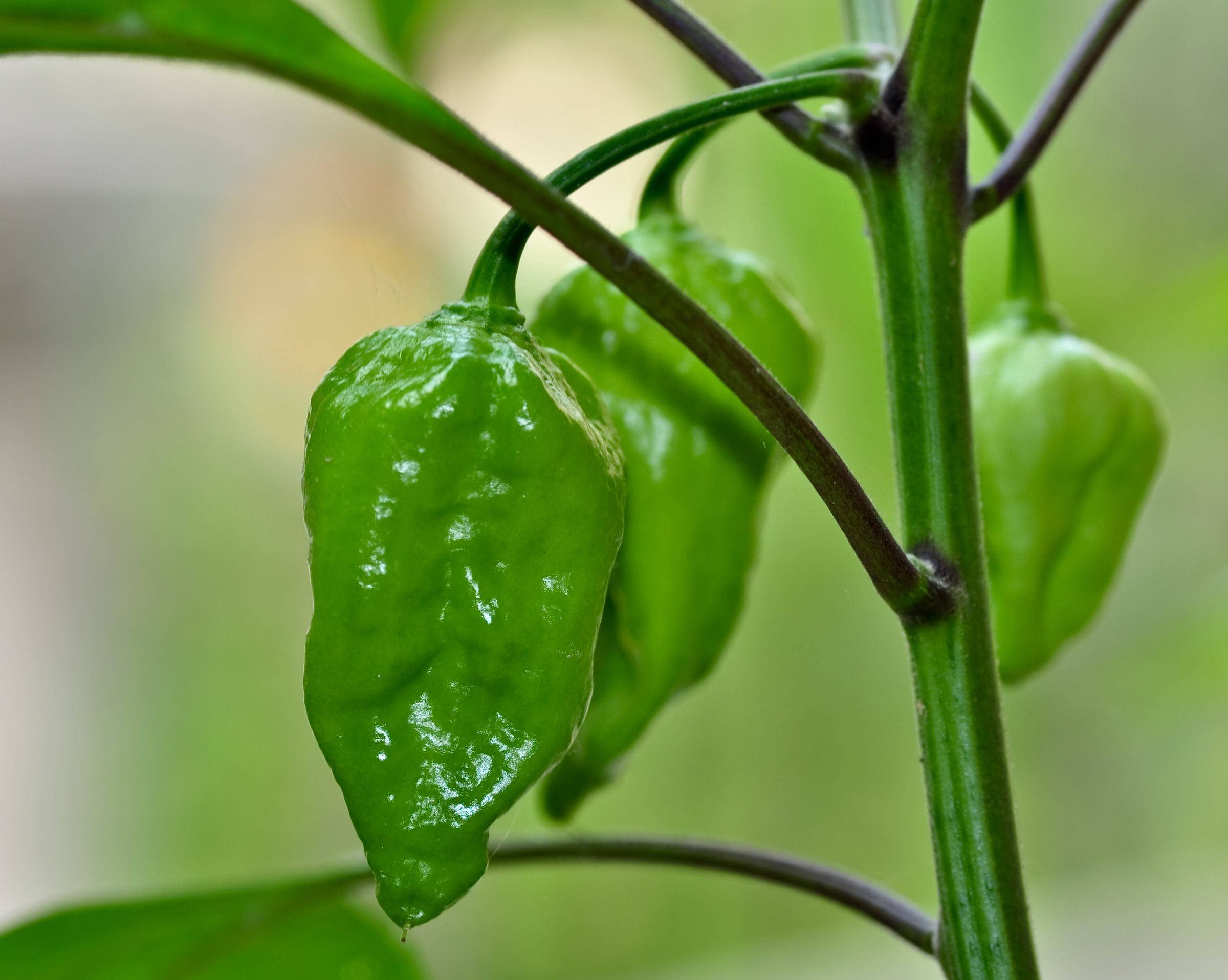 Naga Chilli