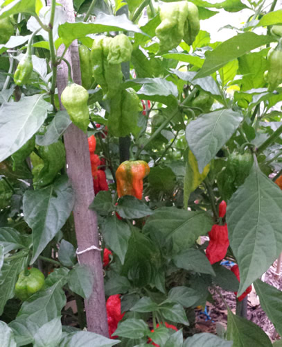 Naga Chilli