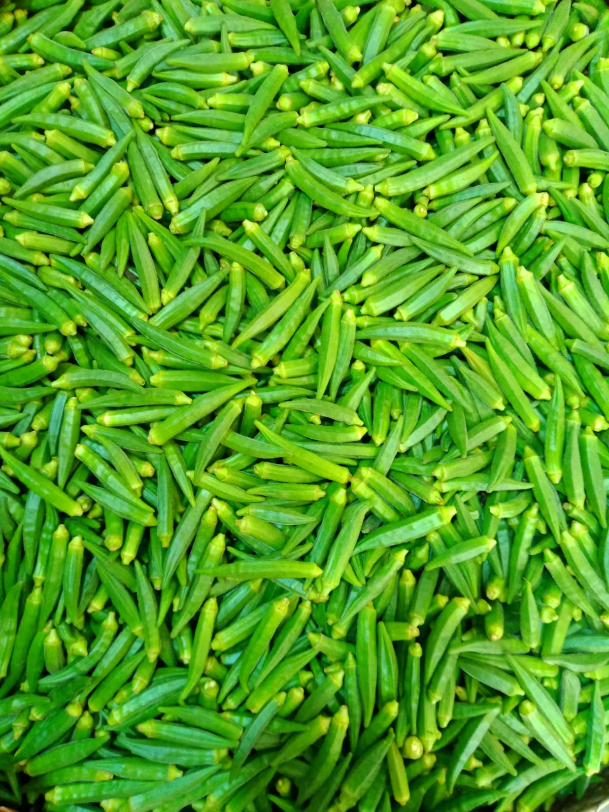 Lady's Finger / Okra