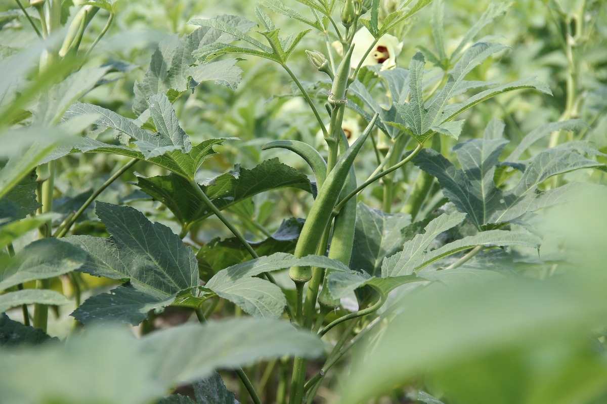 Lady's Finger / Okra