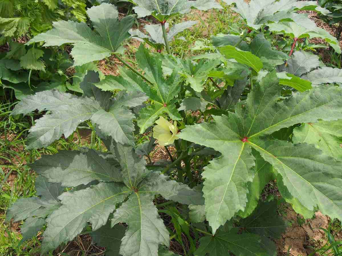 Lady's Finger / Okra