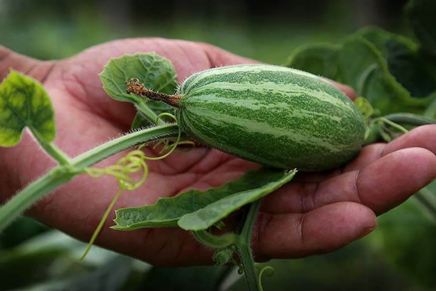 Pointed Gourd