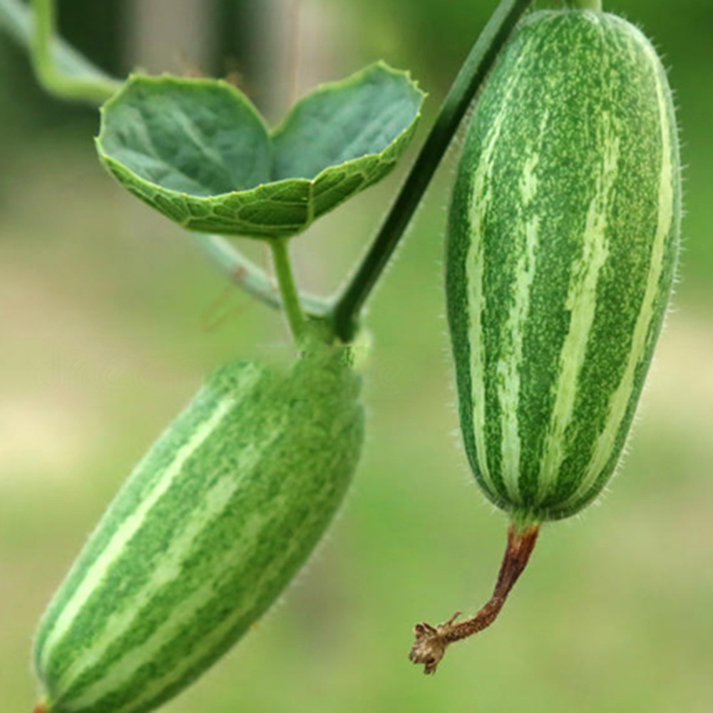 Pointed Gourd