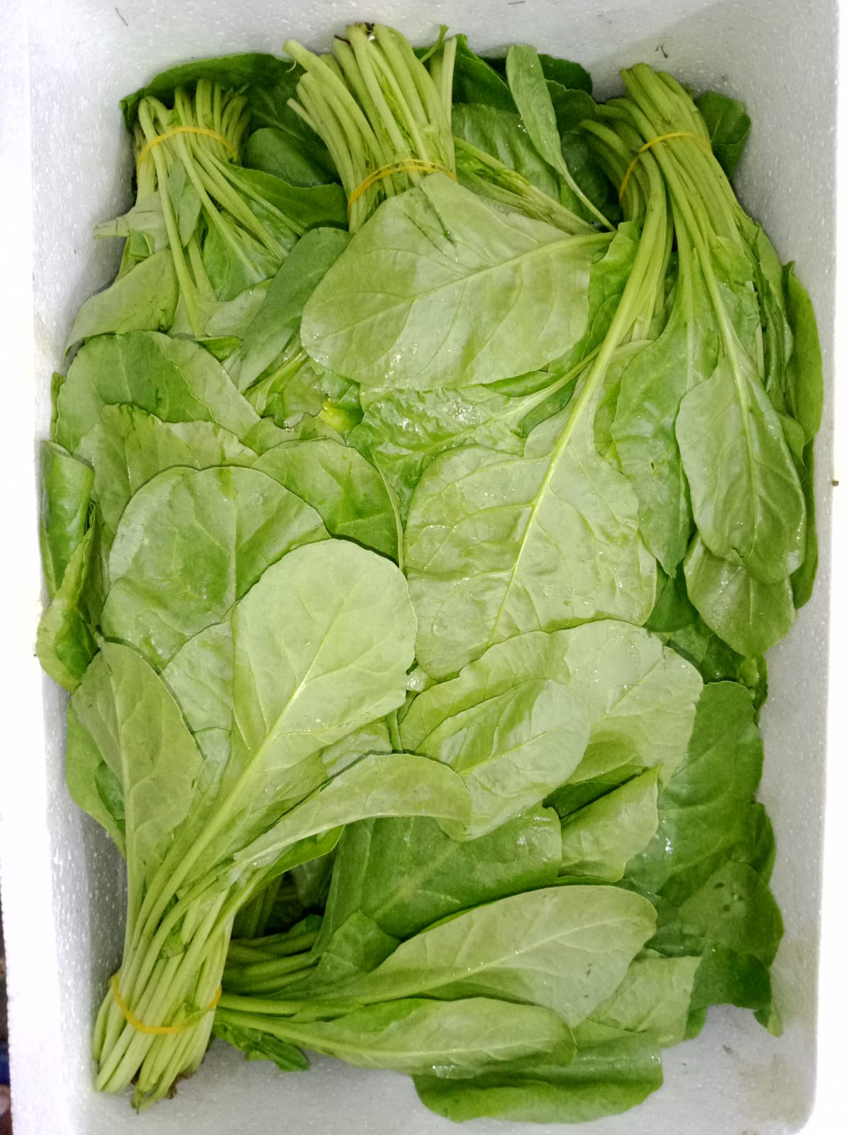 Indian Spinach