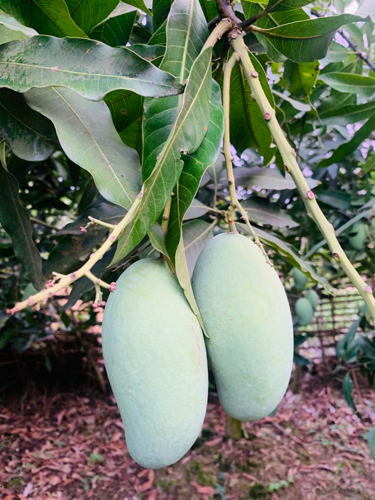 Amrapali Mango