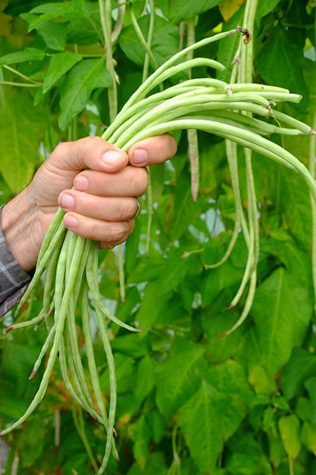 Yard long bean